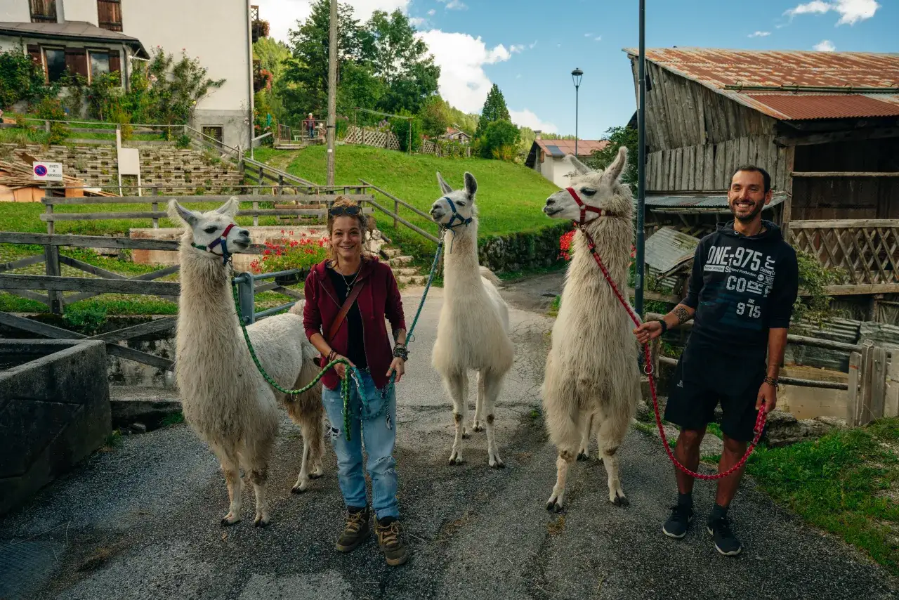 Osoba dorosła relaksująca się z alpaką