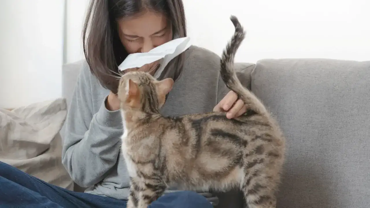 Kobieta z chusteczką przy nosie, cierpiąca na alergię na kota, głaszcze swojego pupila.