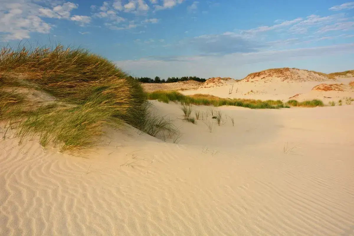 Wiatr kształtuje piasek, tworząc faliste wzory na wydmach porośniętych trawami. Tak powstają wydmy.