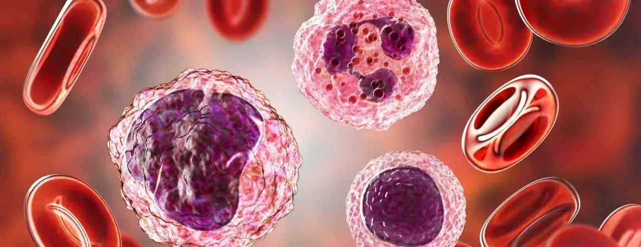 Mikroskopowy obraz krwi z widocznymi krwinkami czerwonymi i białymi. Może to być związane z podwyższone limfocyty u dziecka.