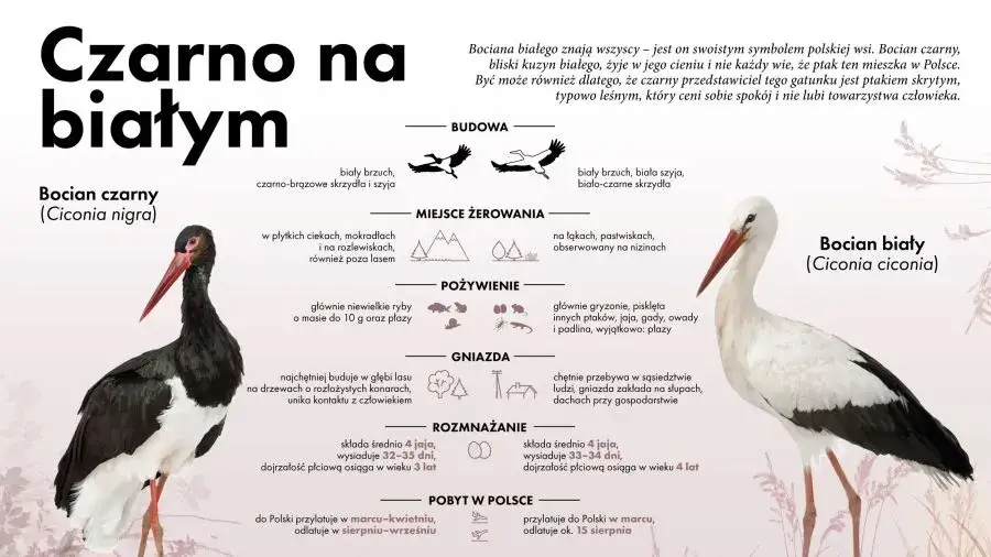 Polskie ptaki bez gniazd infografika
