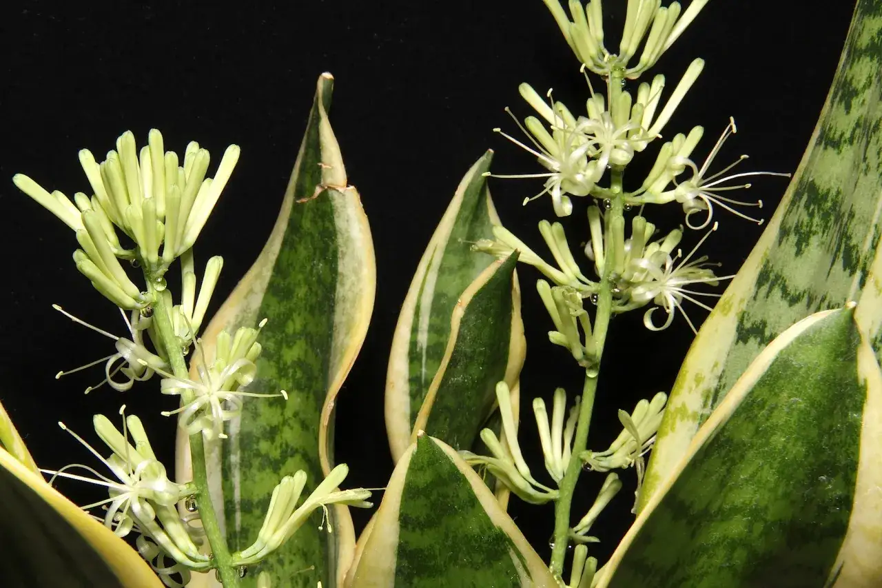 Kwiatostany sansewierii, przypominające delikatne, białe gwiazdki, wyrastają spośr&oacute;d zielono-ż&oacute;łtych, mieczowatych liści.