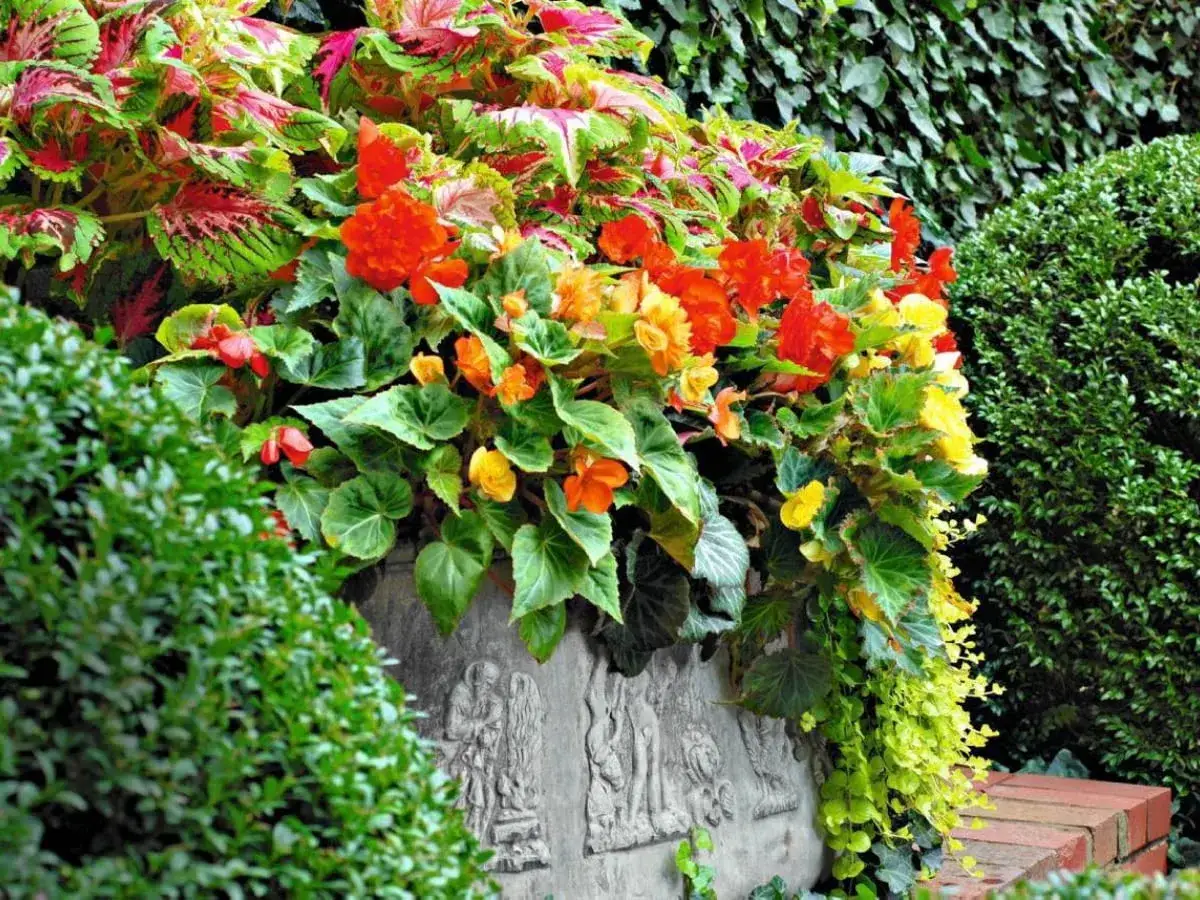 Kompozycje kwiatowe w donicach zasada thriller filler spiller