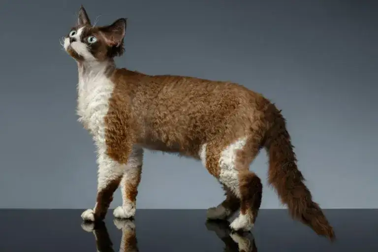 Devon Rex falowana sierść