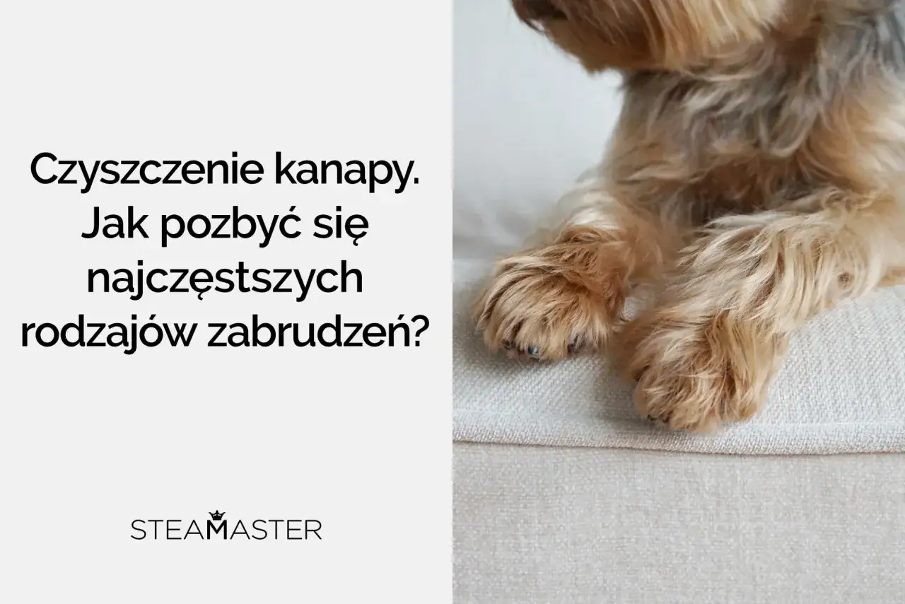 Jak wyczyścić kanapę materiałową? Poradnik, jak pozbyć się najczęstszych zabrudzeń. Na zdjęciu łapki psa na jasnej kanapie.