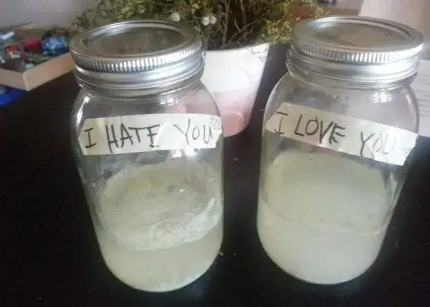 Ryż eksperyment Emoto fermentacja gnicie por&oacute;wnanie