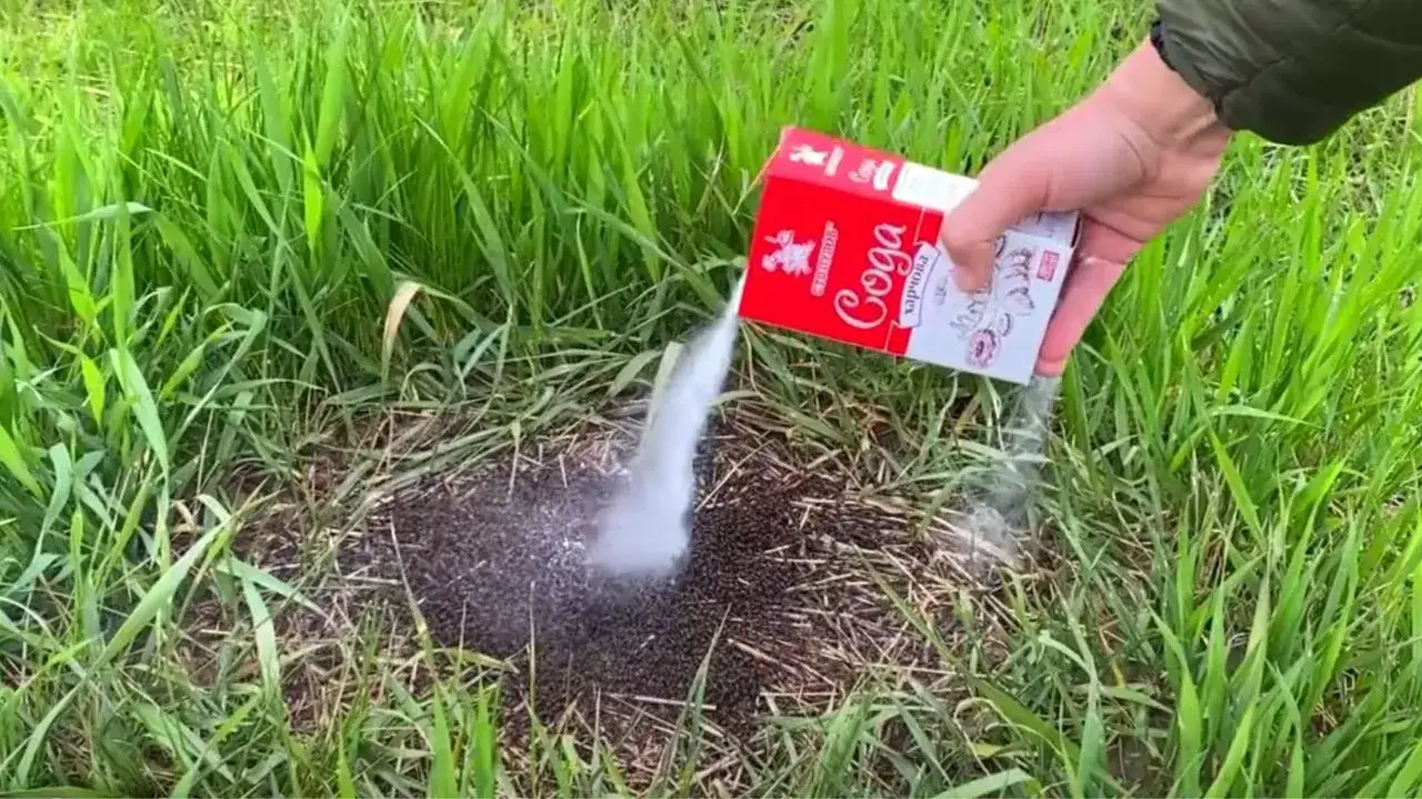 Zdjęcie Skuteczne sposoby na pozbycie się mrówek z trawnika bez chemii