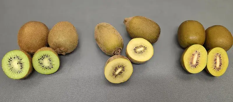 Odmiany kiwi gold red zielone