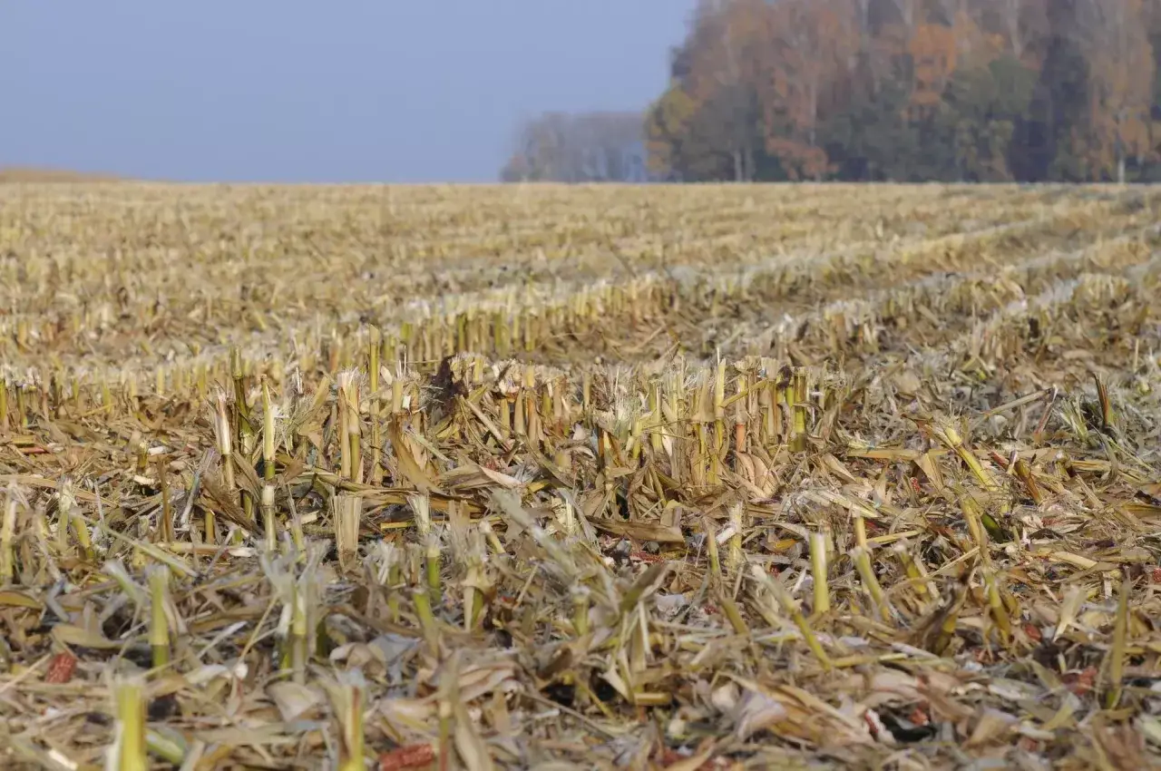 Pole po żniwach kukurydzy, gotowe na wapno na działkę. W tle jesienne drzewa.