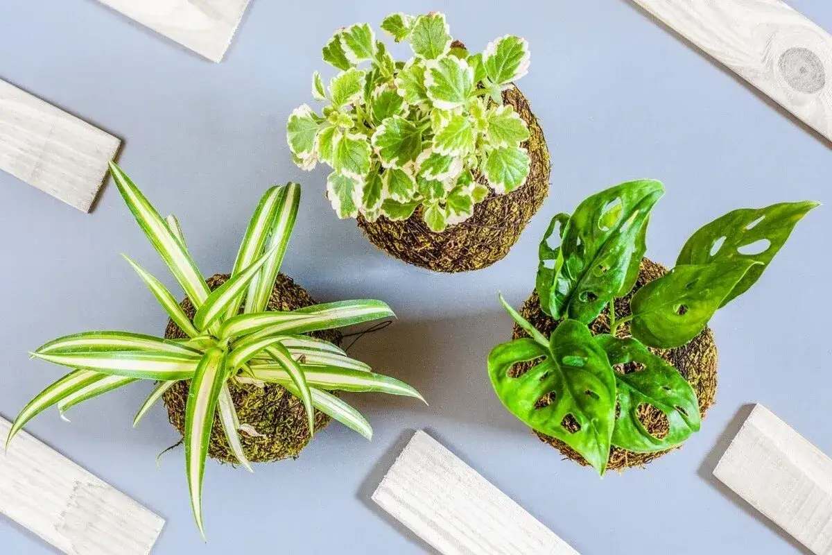 Trzy rośliny w kulach z mchu – kokedama. Jedna z paskowanymi liśćmi, druga z zielono-białymi, trzecia z dziurawymi liśćmi.