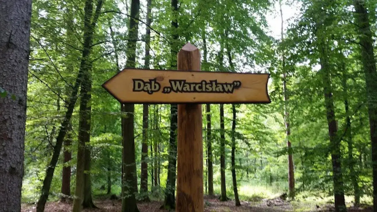 Dąb Bolesław i Warcisław Ustronie Morskie