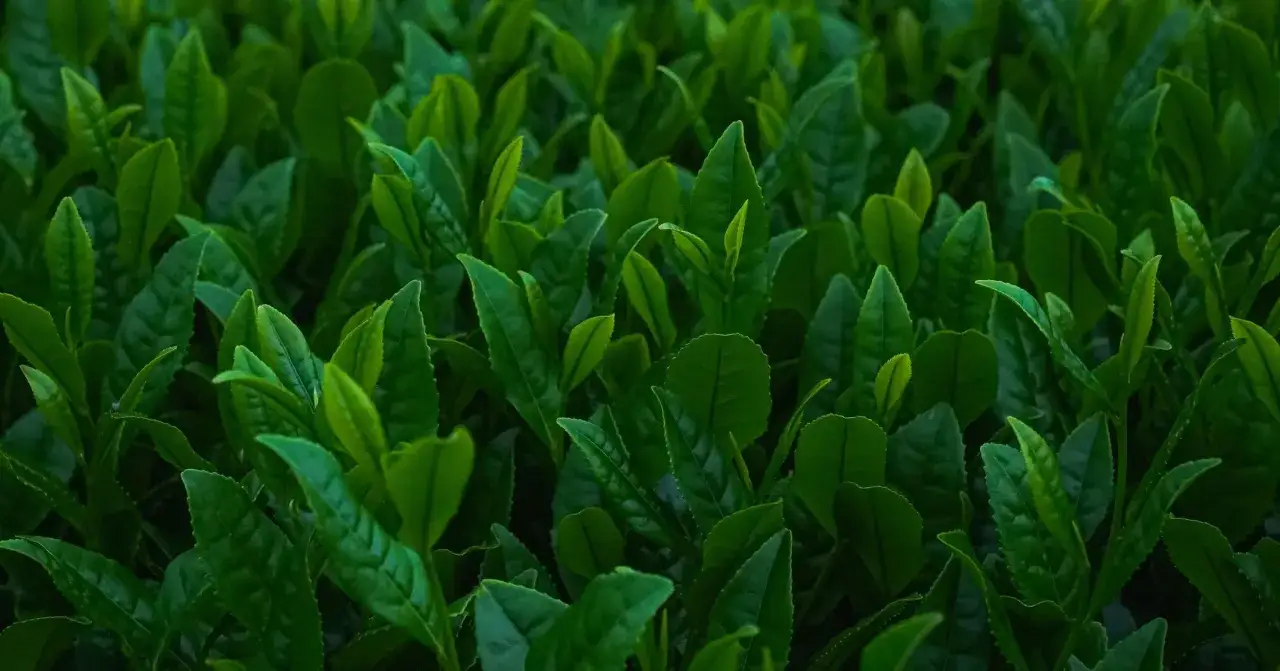rodzaje zielonej herbaty matcha gyokuro sencha