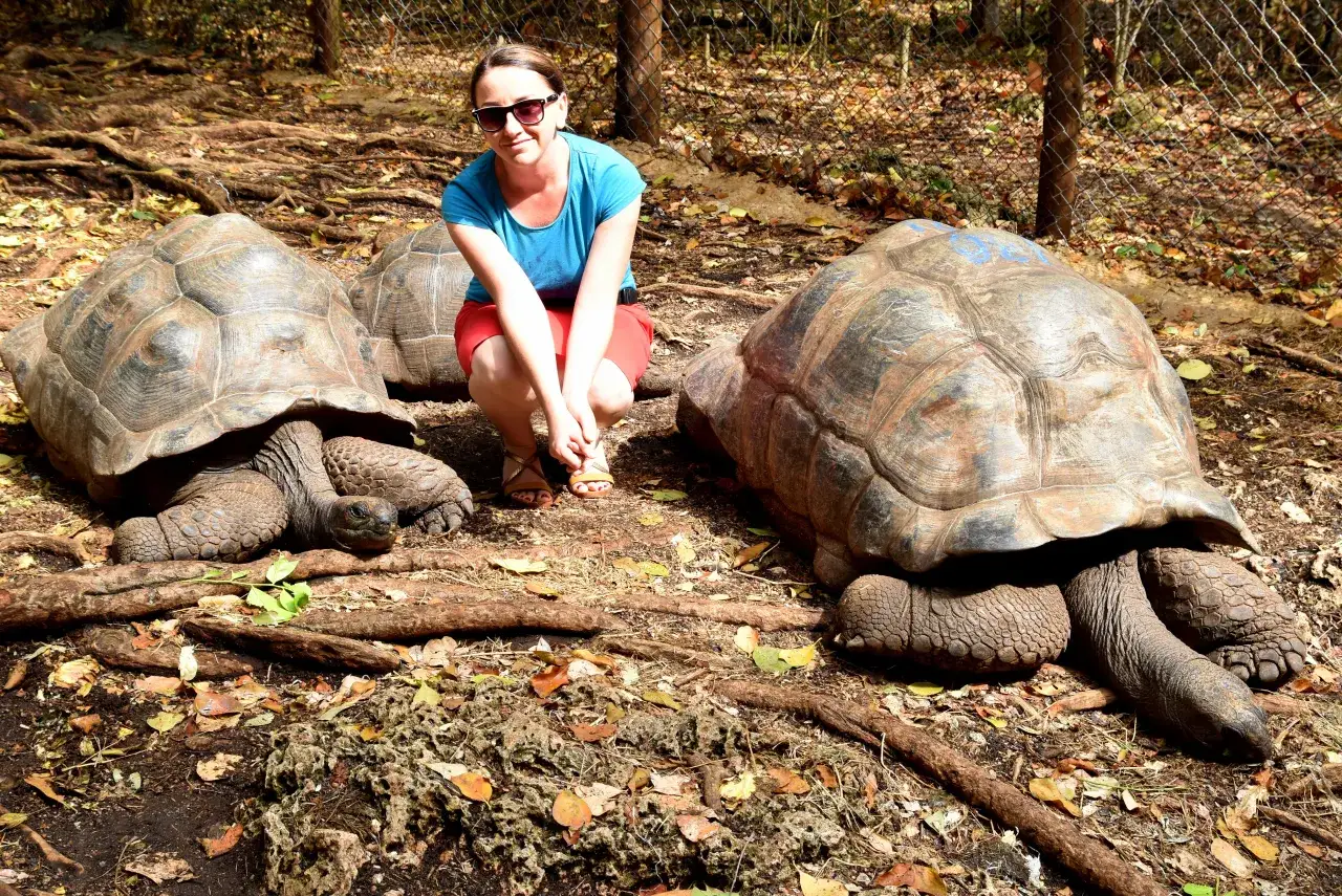 Prison Island Zanzibar ż&oacute;łwie olbrzymie