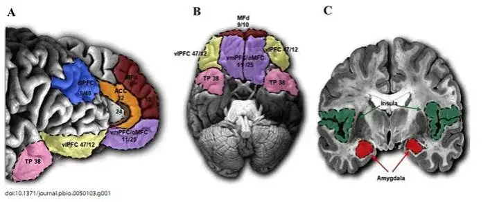 różnice mózg autyzm choroba psychiczna