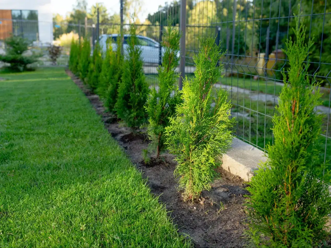 Prawo sadzenie roślin granica działki Kodeks Cywilny