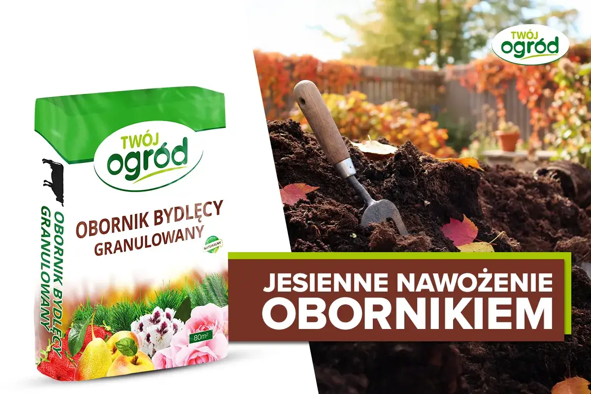 jesienne nawożenie ogrodu kompostem obornikiem