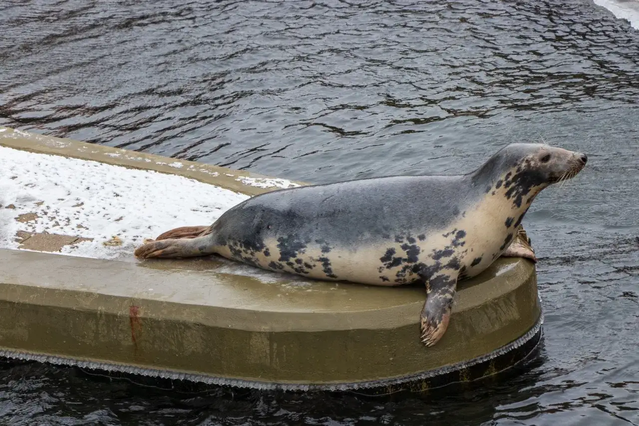 Foka na Helu odpoczywa na lodzie. Jedna z wielu atrakcji na Helu, która przyciąga turystów.