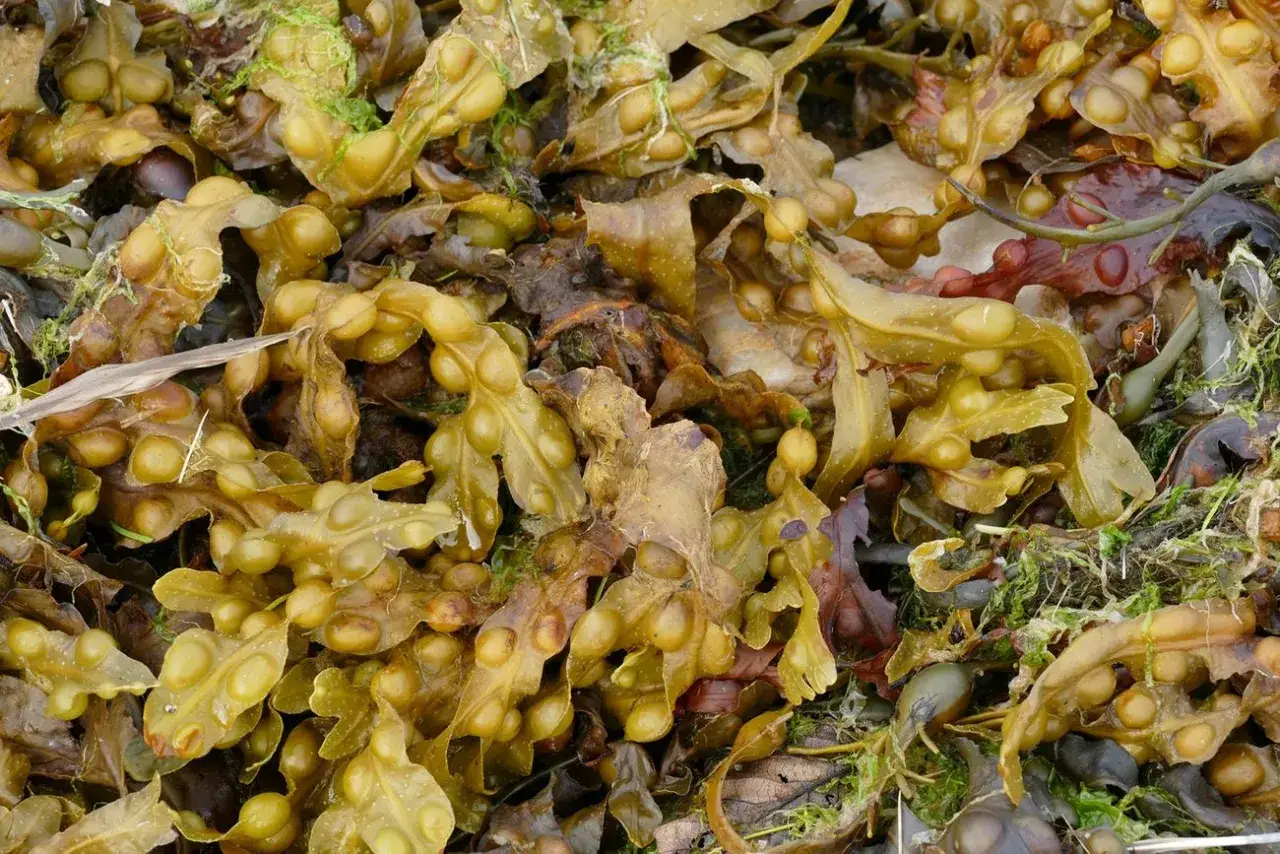 Morszczyn pęcherzykowaty, choć ceniony, może mieć skutki uboczne. Na zdjęciu widać jego pęcherzykowate gałązki.