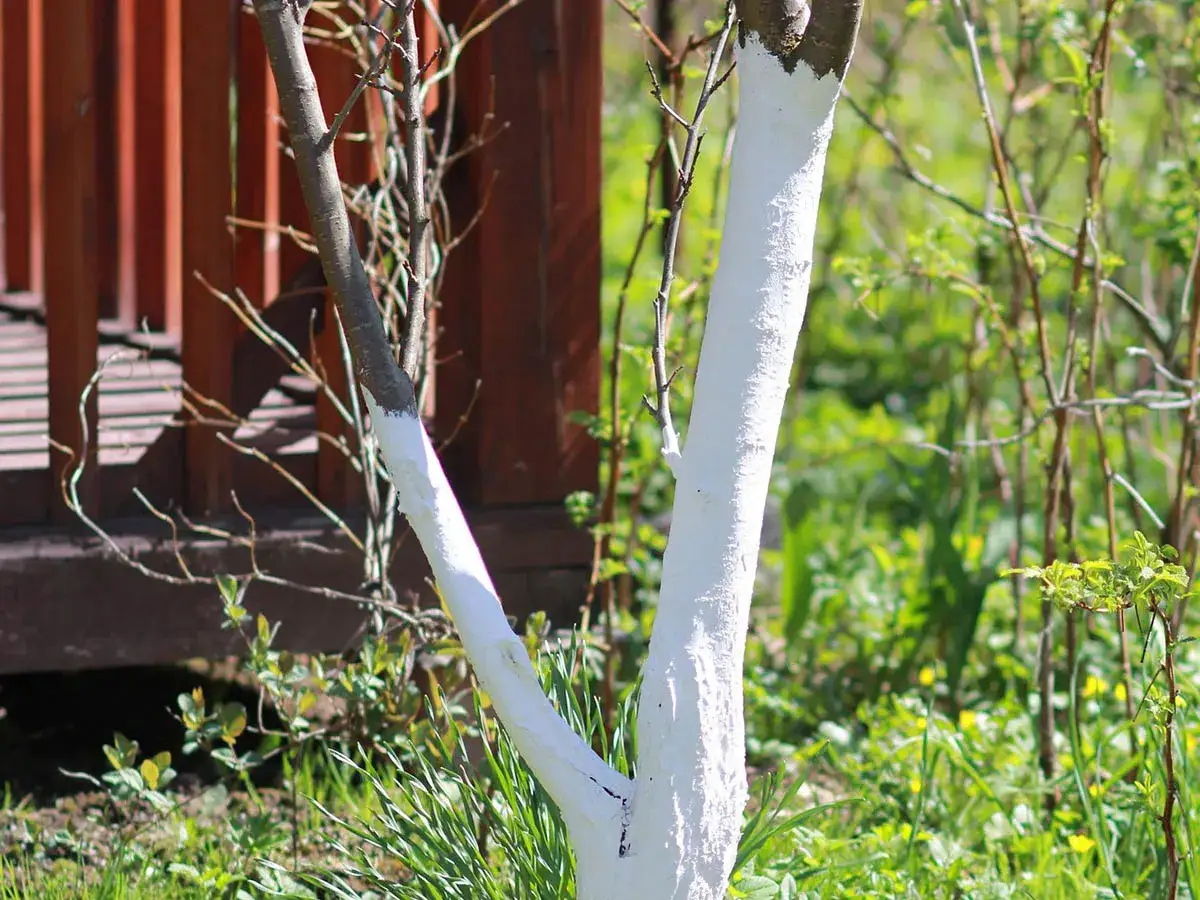 Właśnie kiedy bielimy drzewka, widać białą farbę na pniu. Wiosna w pełni, zieleni się trawa i młode listki.
