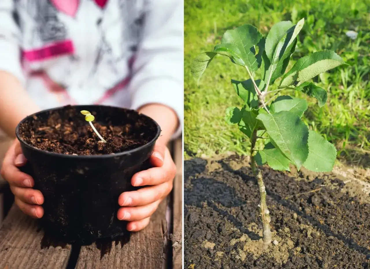 Dziecko trzyma w doniczce kiełkującą jabłoń z pestki. Obok młode drzewko jabłoni już rośnie w ziemi.