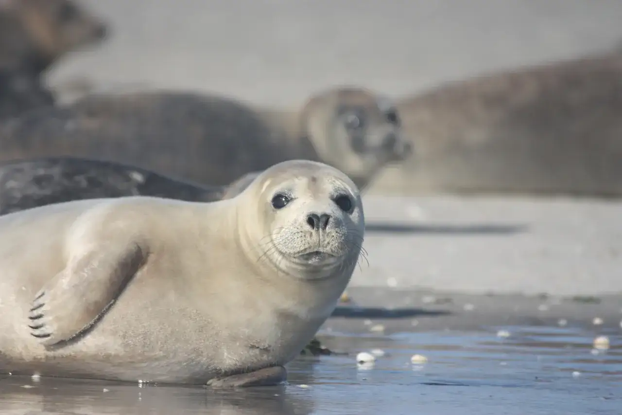 Urocza foka szara z zaciekawieniem spogląda w obiektyw. W tle widać inne foki odpoczywające na plaży. Foka szara ciekawostki.