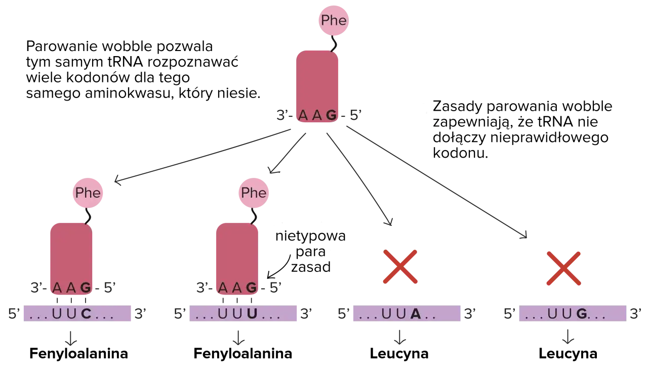 rodzaje rna mrna trna rrna schemat