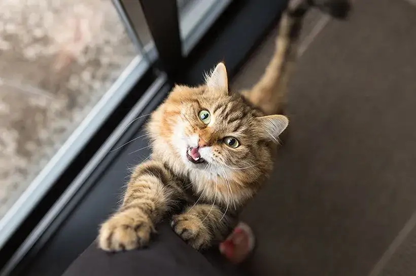 Zdjęcie Objawy rujki u kotki – jak rozpoznać, co oznaczają te zachowania?