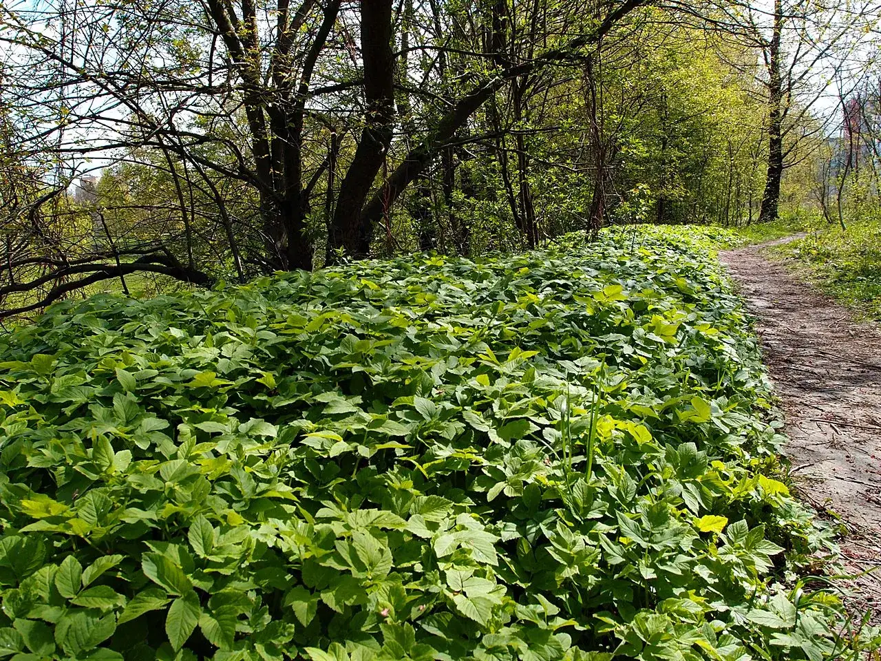Gęsty, zielony dywan podagrycznika pospolitego porasta skraj leśnej ścieżki.