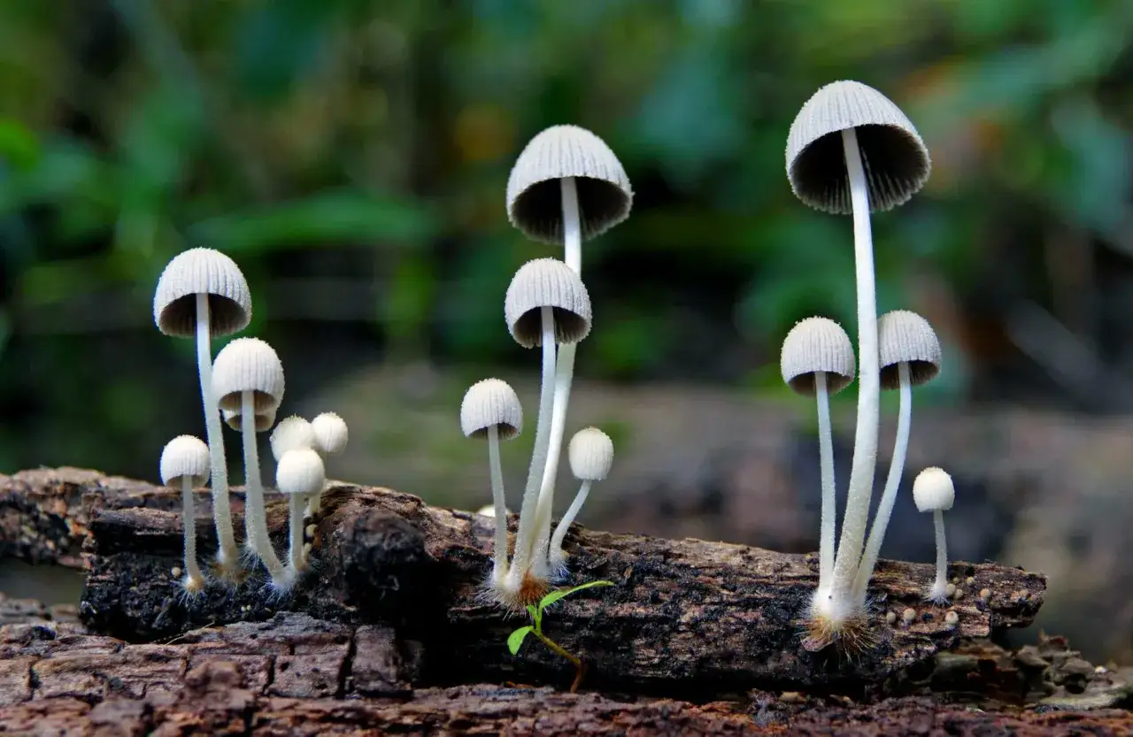 Odmiany Psilocybe cubensis