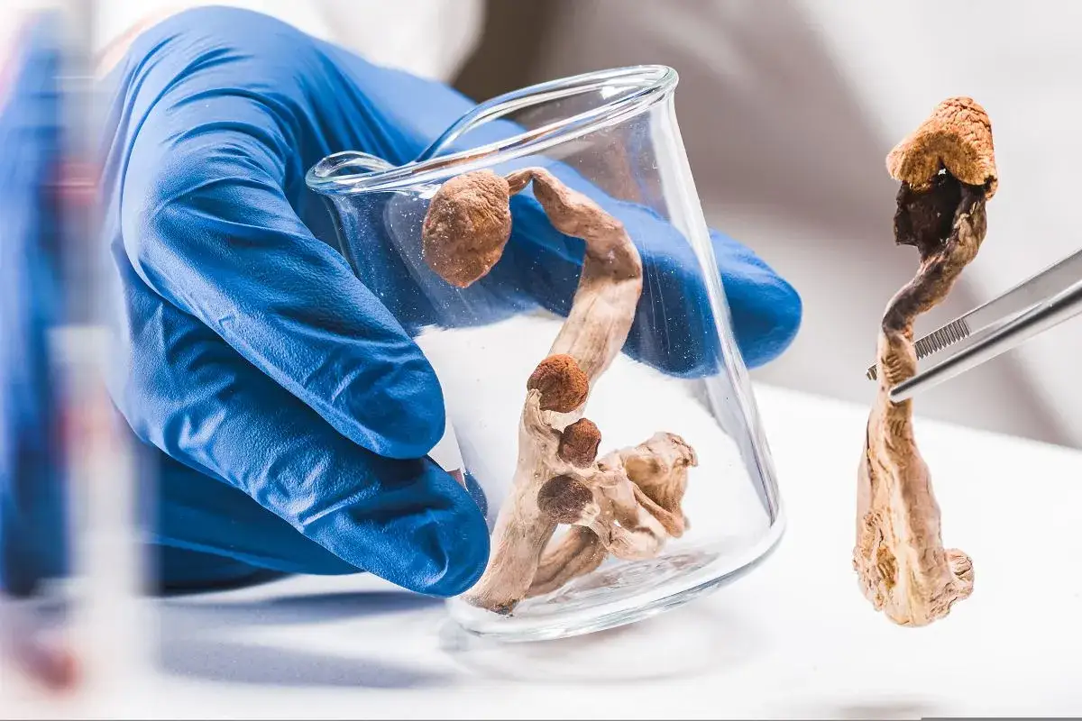 psylocybina terapia depresji, badania kliniczne psychodeliki