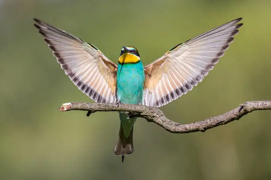 Dudek kraska żołna por&oacute;wnanie