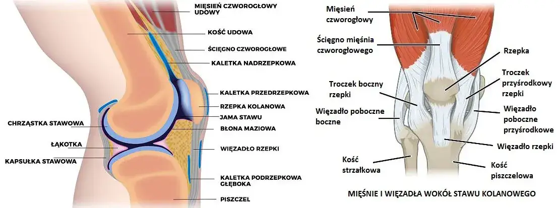 Anatomia kolana, staw kolanowy, budowa kolana