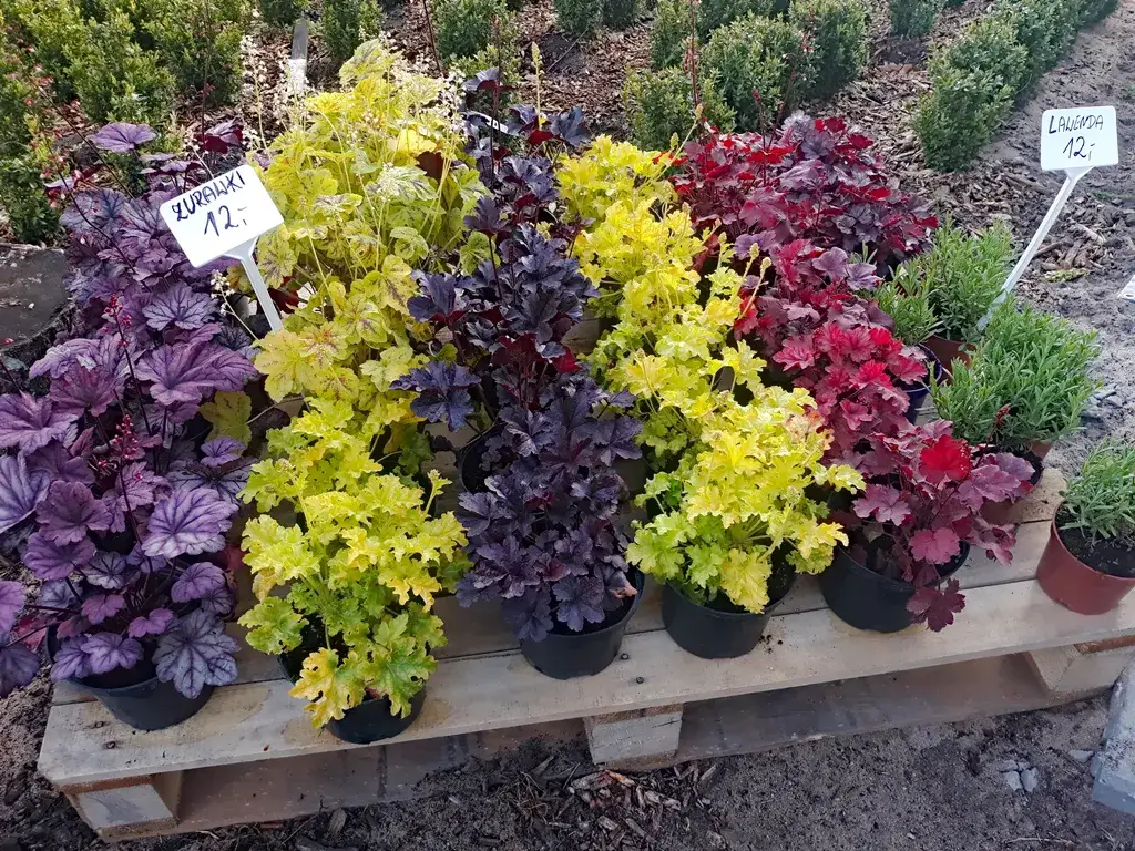 r&oacute;żne odmiany żurawek w ogrodzie