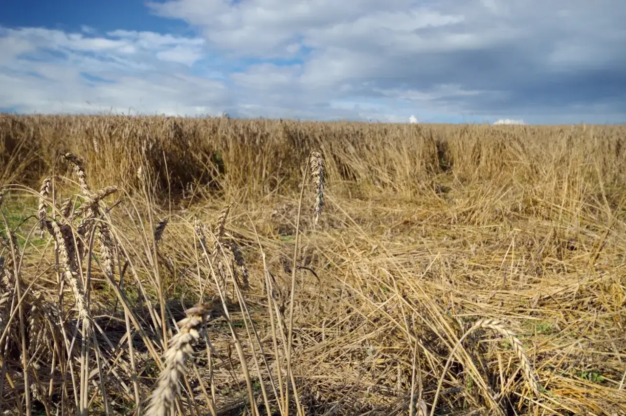 Pole pszenicy po żniwach, zniszczone przez dziką zwierzynę. Czy myśliwy może dostać odszkodowanie za szkody łowieckie?