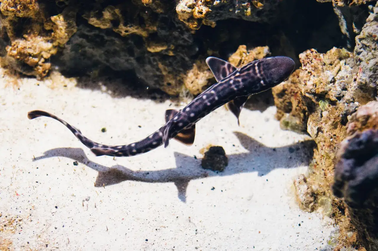 rekin brodaty i rekin marmurkowy w akwarium