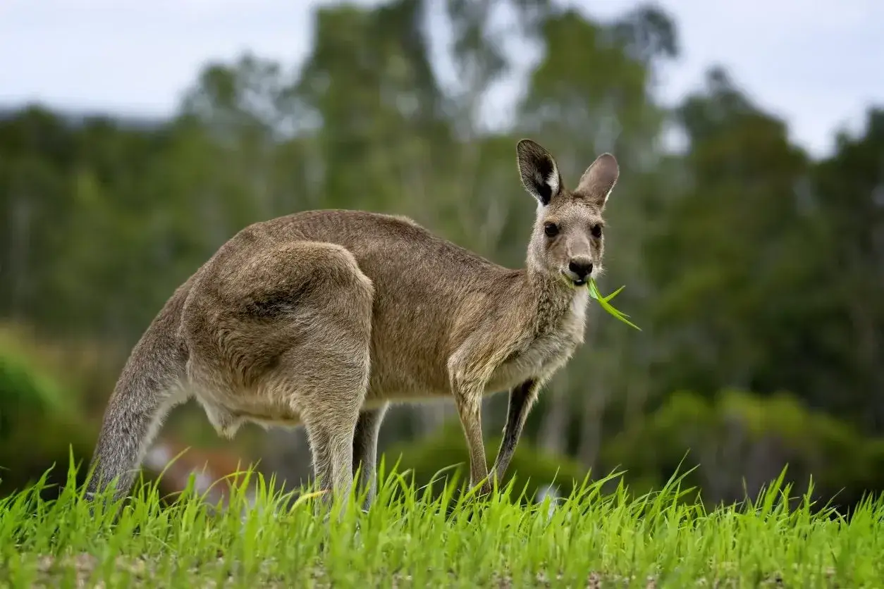 Kangur, australijski marsupial, chrupie trawę na zielonej łące.