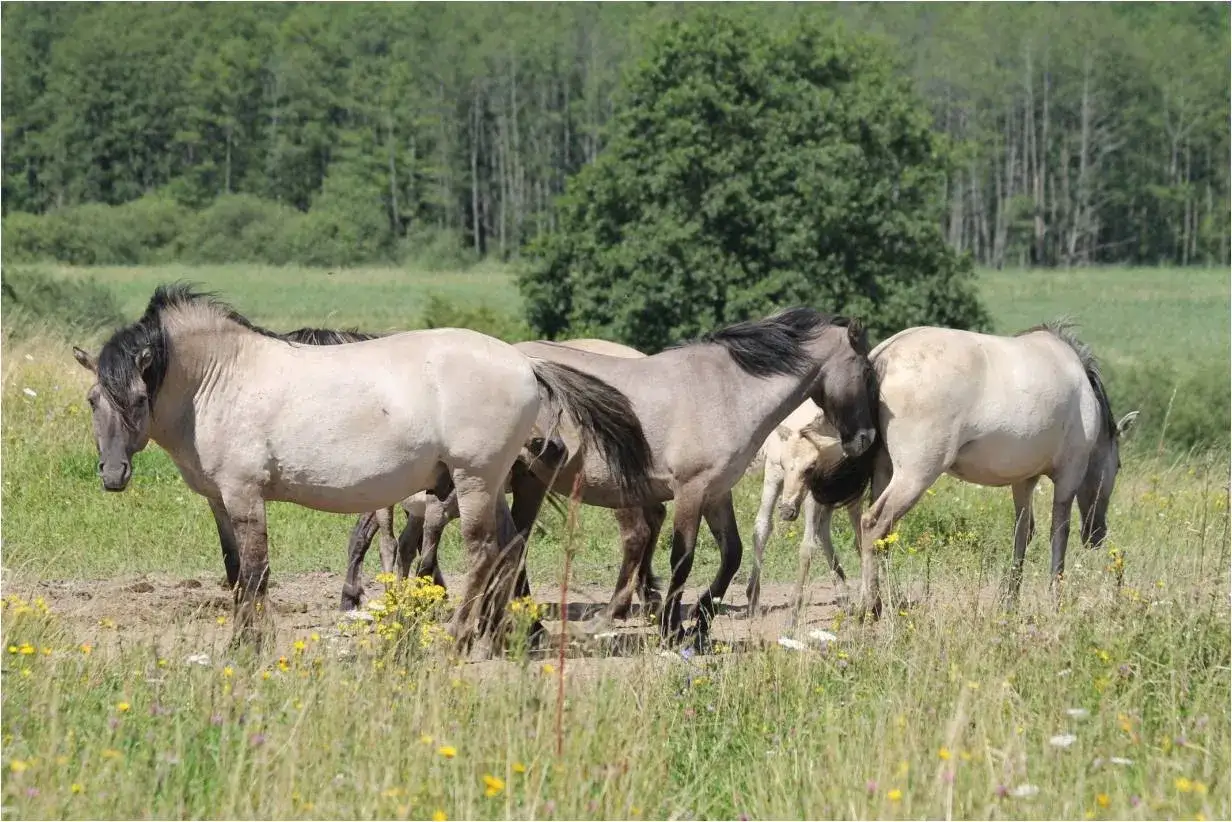 Stado dzikich koni pasące się na łące, gdzie żyją dzikie konie.