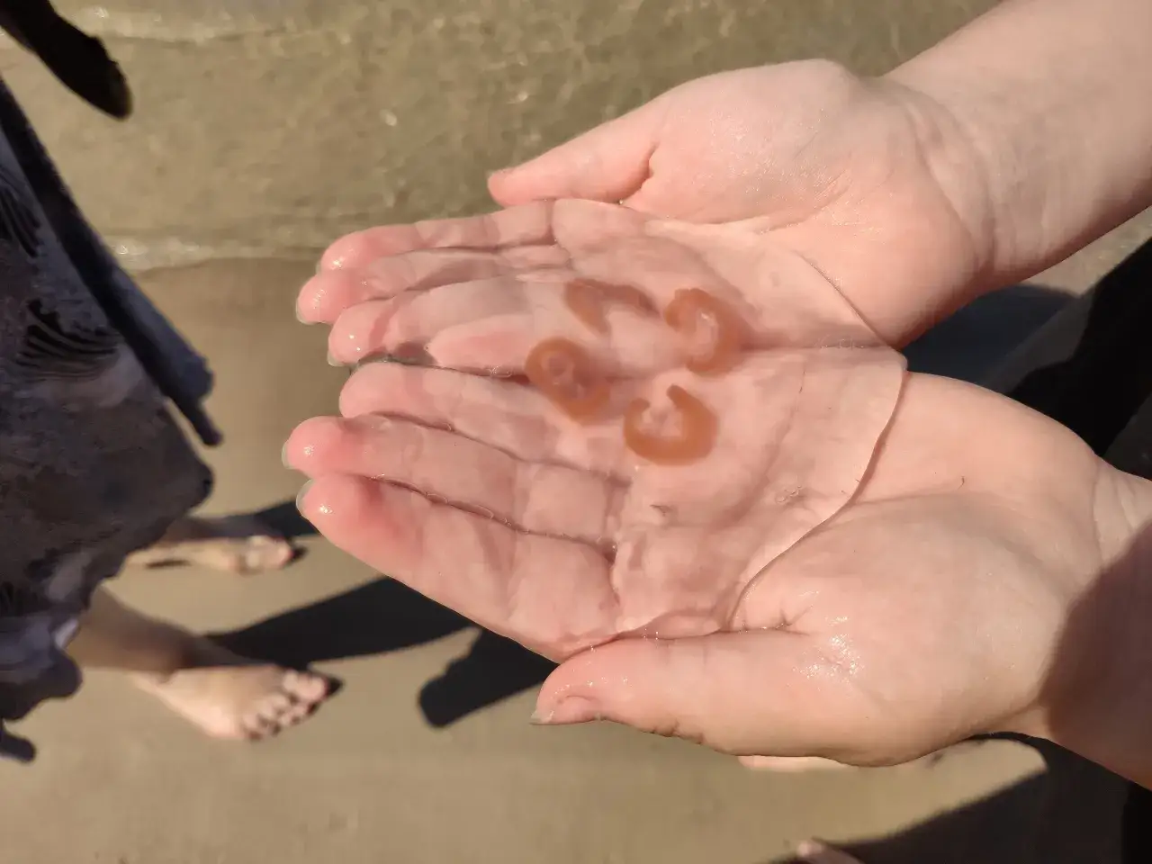 Chełbia modra i bełtwa festonowa porównanie