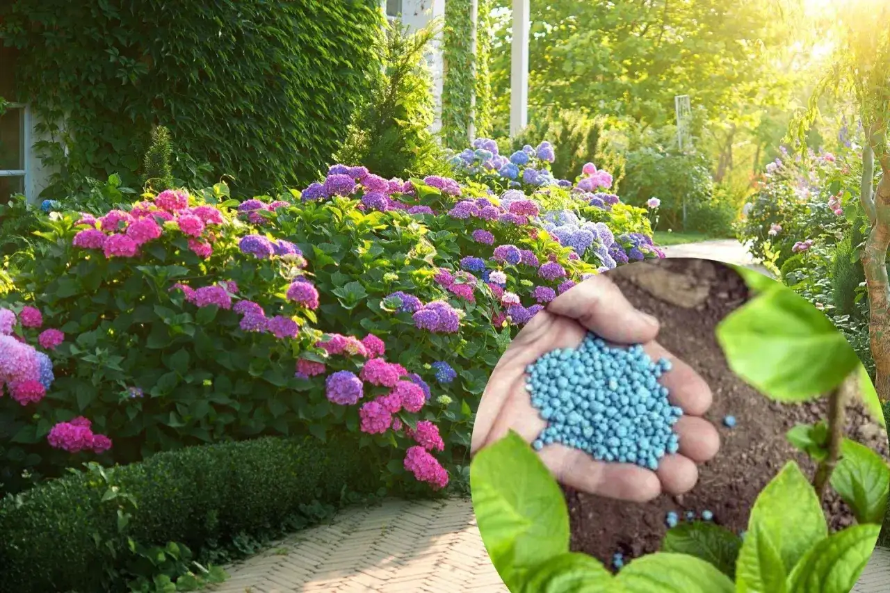 kalendarz nawożenia hortensji ogrodowej