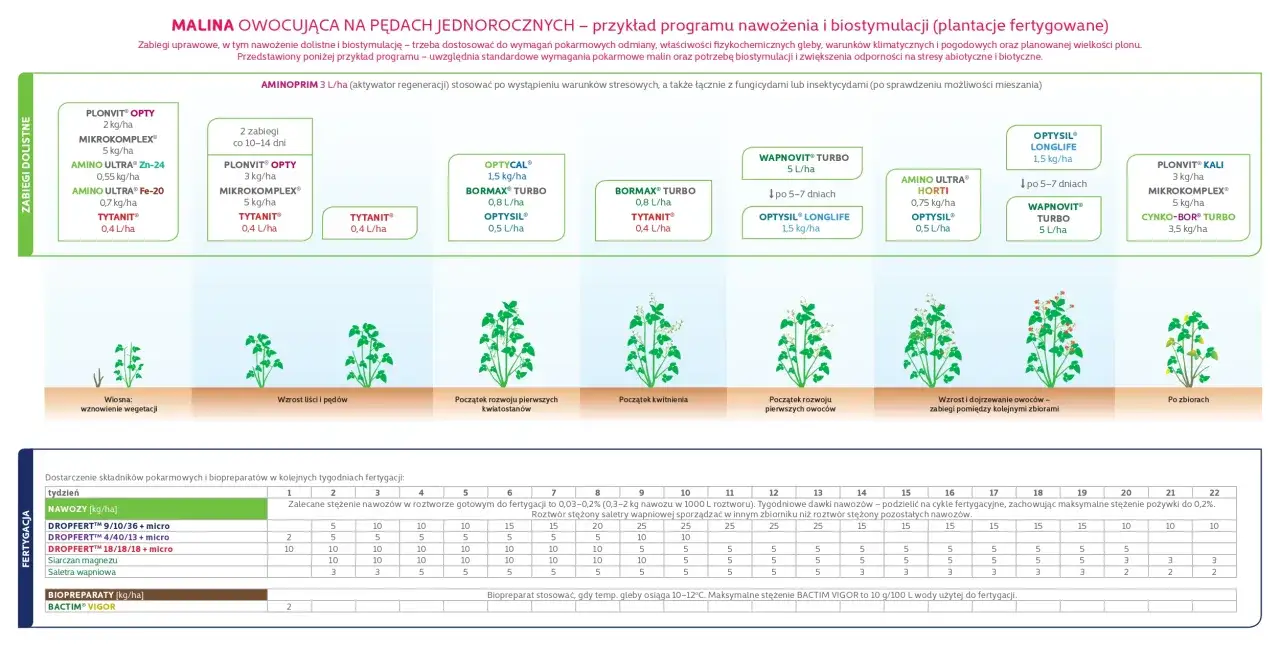 kalendarz cięcia malin letnich i jesiennych
