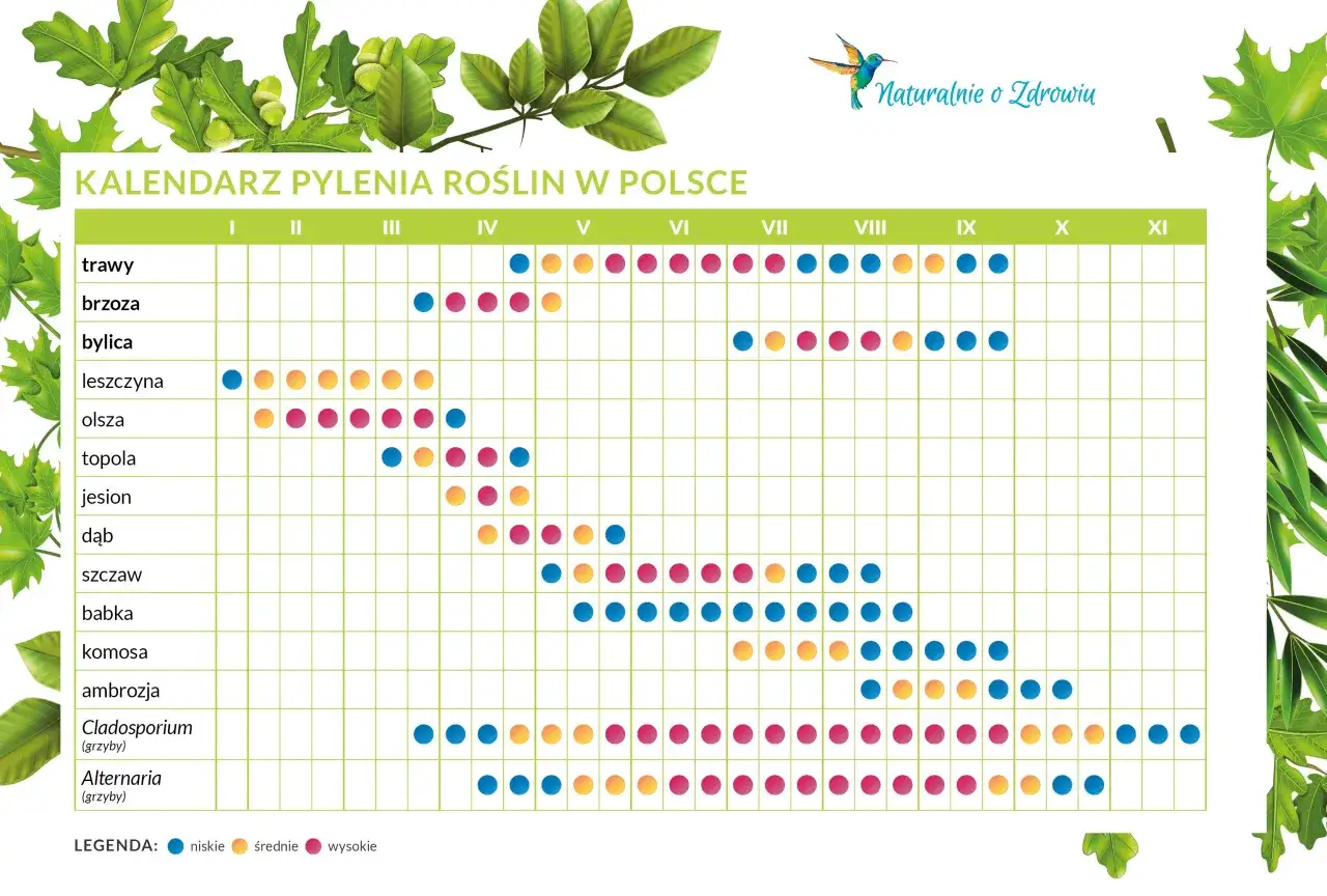 Kalendarz pylenia roślin w Polsce pokazuje okresy pylenia traw, brz&oacute;z, bylic, leszczyn i innych, z podziałem na niskie, średnie i wysokie stężenia.