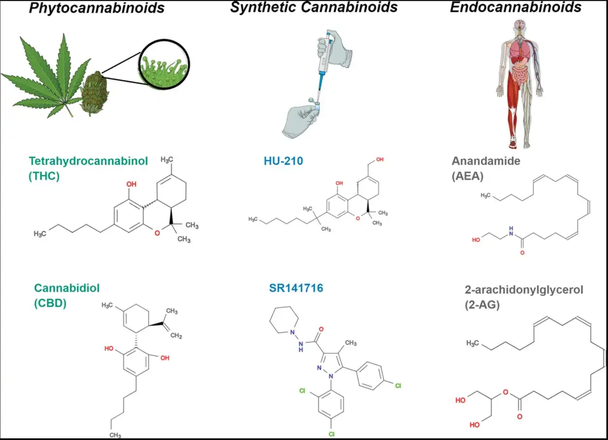 Schemat przedstawia co to THC (Tetrahydrocannabinol) jako fito- i syntetyczny kannabinoid, obok CBD, HU-210, SR141716, Anandamidu i 2-AG.