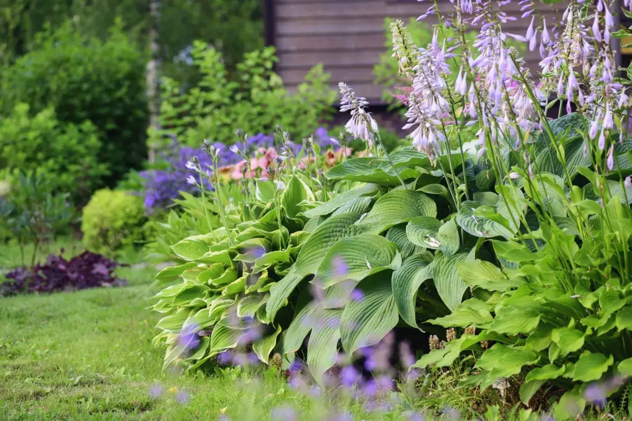Piękne, zielone hosty i fioletowe kwiaty tworzą bujny ogród. To idealne kwiaty wieloletnie do ogrodu bez wykopywania, które zachwycają każdego roku.