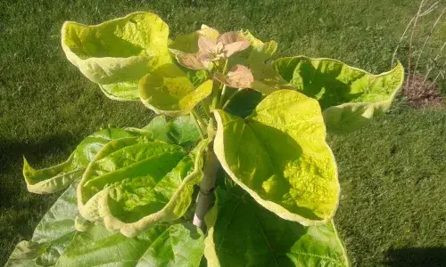 ż&oacute;łte liście katalpy niedob&oacute;r żelaza azot