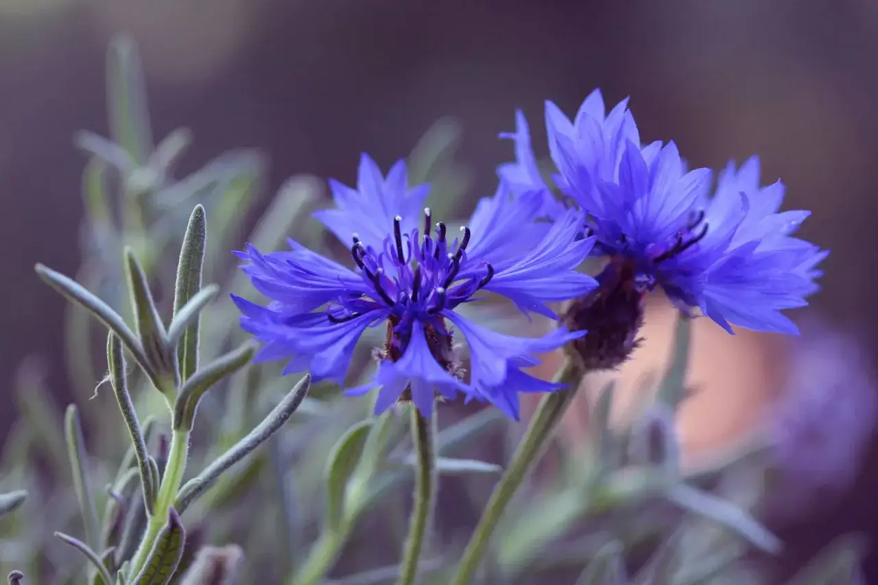 chaber bławatek identyfikacja