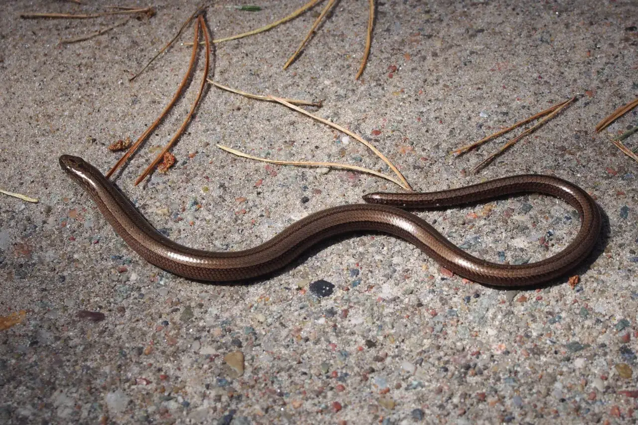 Padalec zwyczajny wygląd i r&oacute;żnice od węża