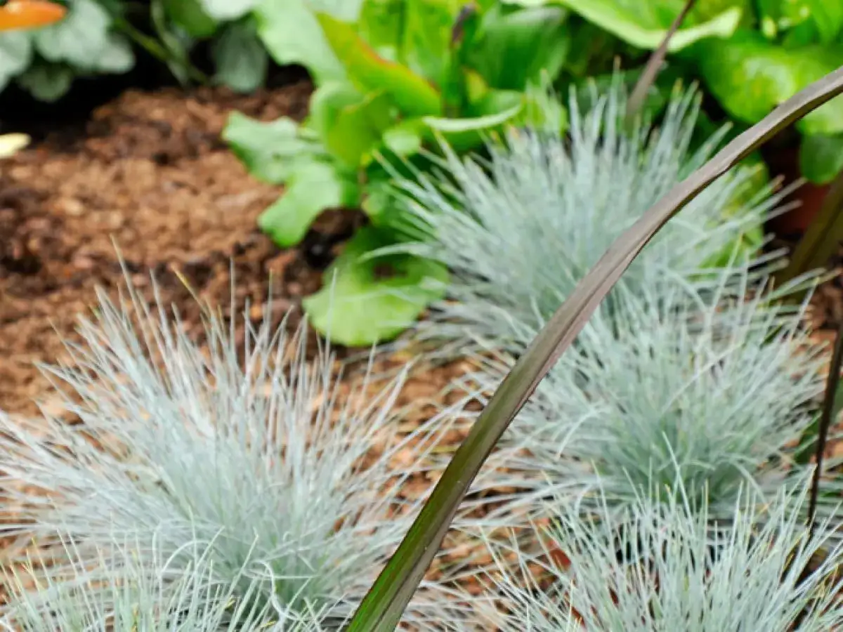 Niebieskie, trawiasto wyglądające krzewy zimozielone do donicy, tworzące efektowne kępy.