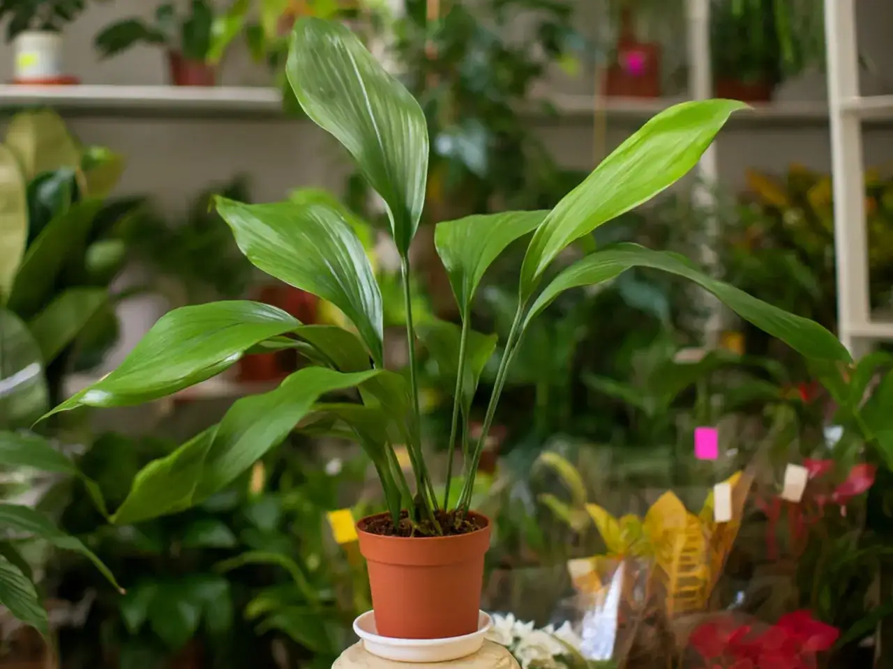 Zielona roślina w brązowej doniczce, z szerokimi, błyszczącymi liśćmi, przypominająca kwiat podobny do skrzydłokwiatu.