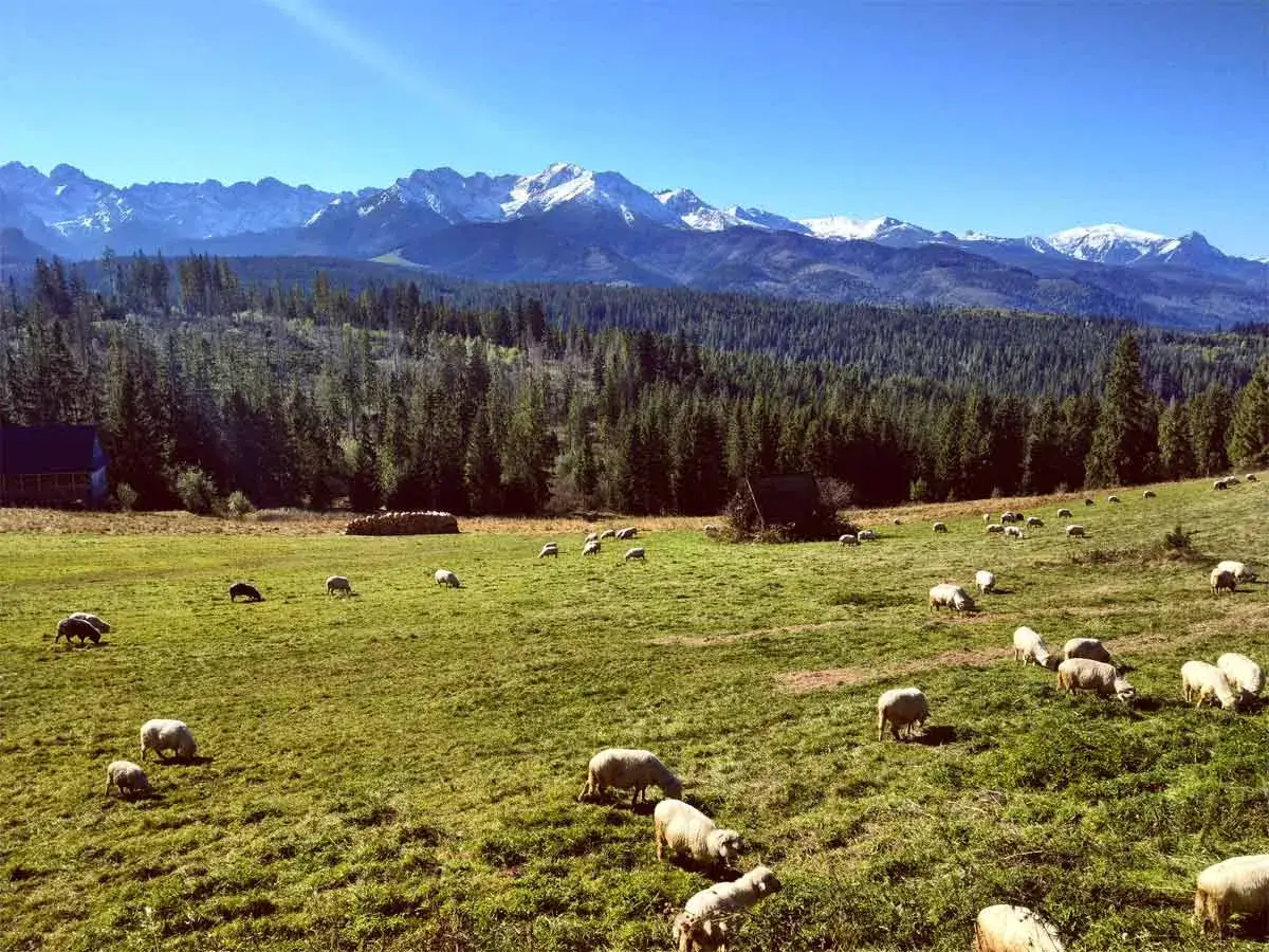 Widok na Tatry z bac&oacute;wką w Nowym Targu. Owce pasące się na zielonej łące, las i ośnieżone szczyty w tle.