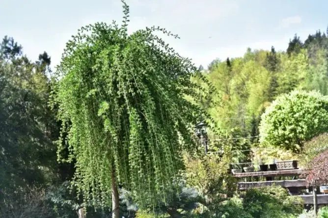 Zdjęcie Jak przycinać modrzew na pniu, aby uniknąć błędów i zapewnić zdrowie drzewa